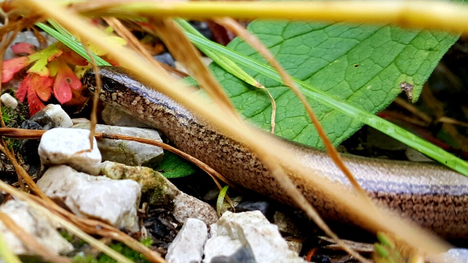 Angulis fragilis nature outdoor