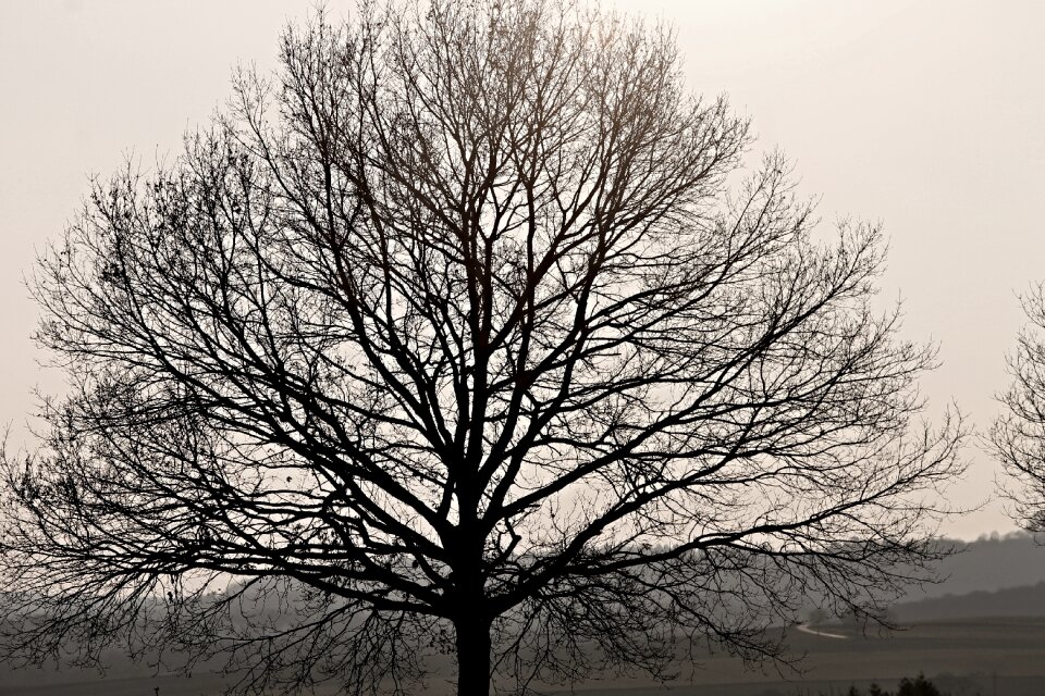 Branches tree crown
