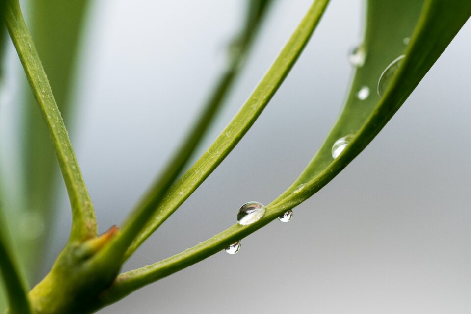 Drop of water green close up
