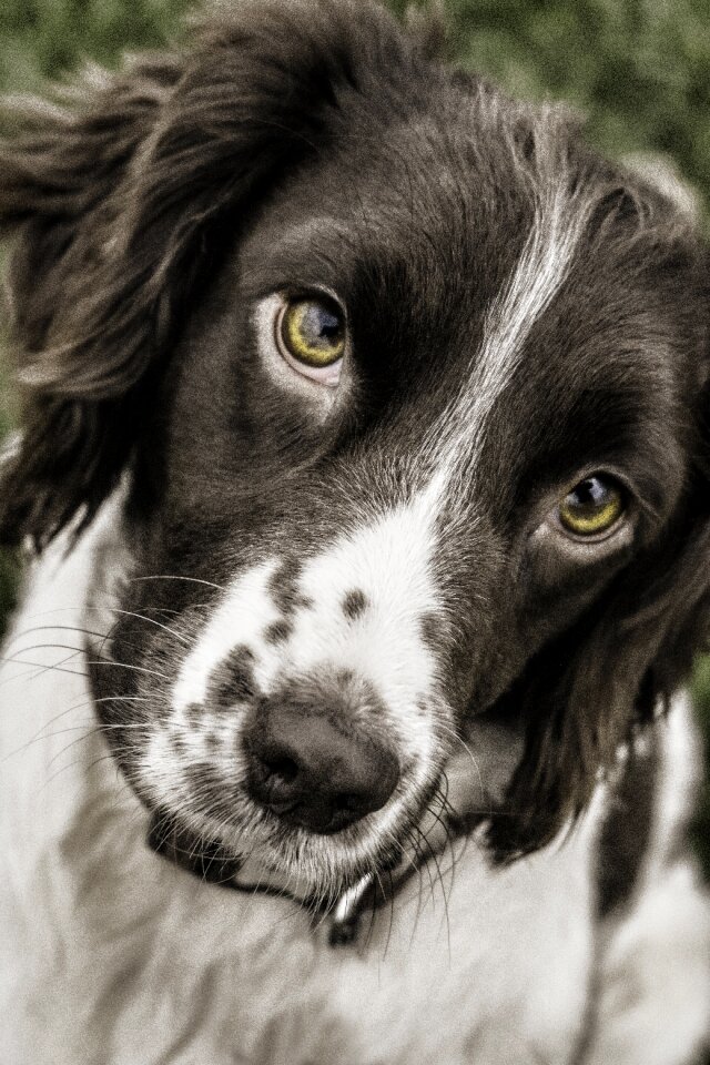 Animal pet spaniel