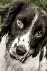 Animal pet spaniel photo