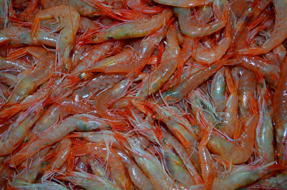 Fish food wallpaper