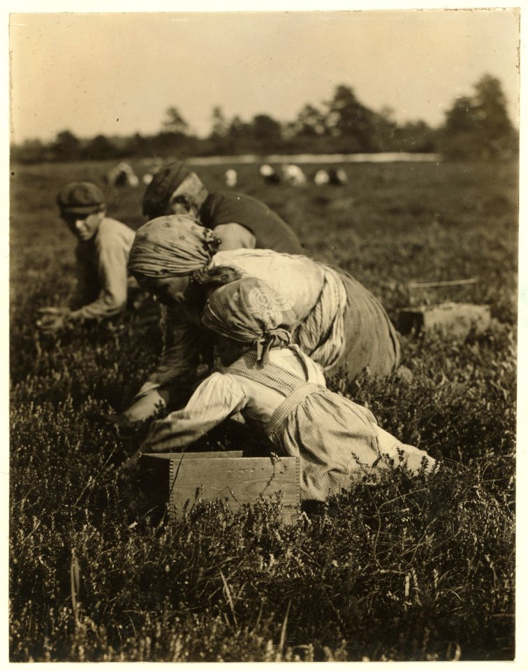 Jennie Capparomie, 708 S. Walnut Street, Philadelphia, 5 years old. Whites Bog, Browns Mills, N.J. Sept. 28, 1910. Witness E.F. Brown. LOC cph.3b24283
