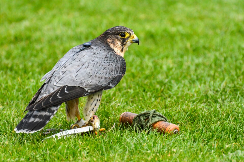 Bird predator nature