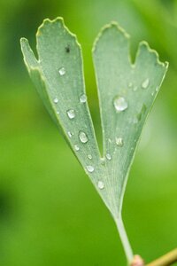 Drop of water green close up