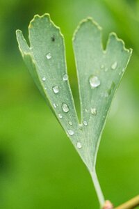 Drop of water green close up photo