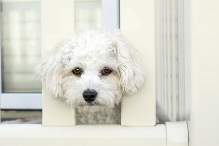Sad dog pet animal