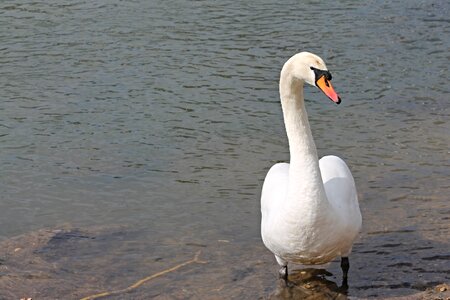 Mute swan water bird bird