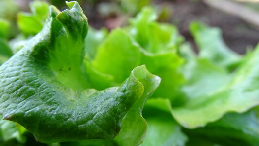Food vegetable botanical