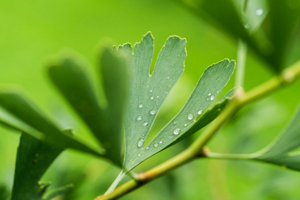 Drop of water green close up