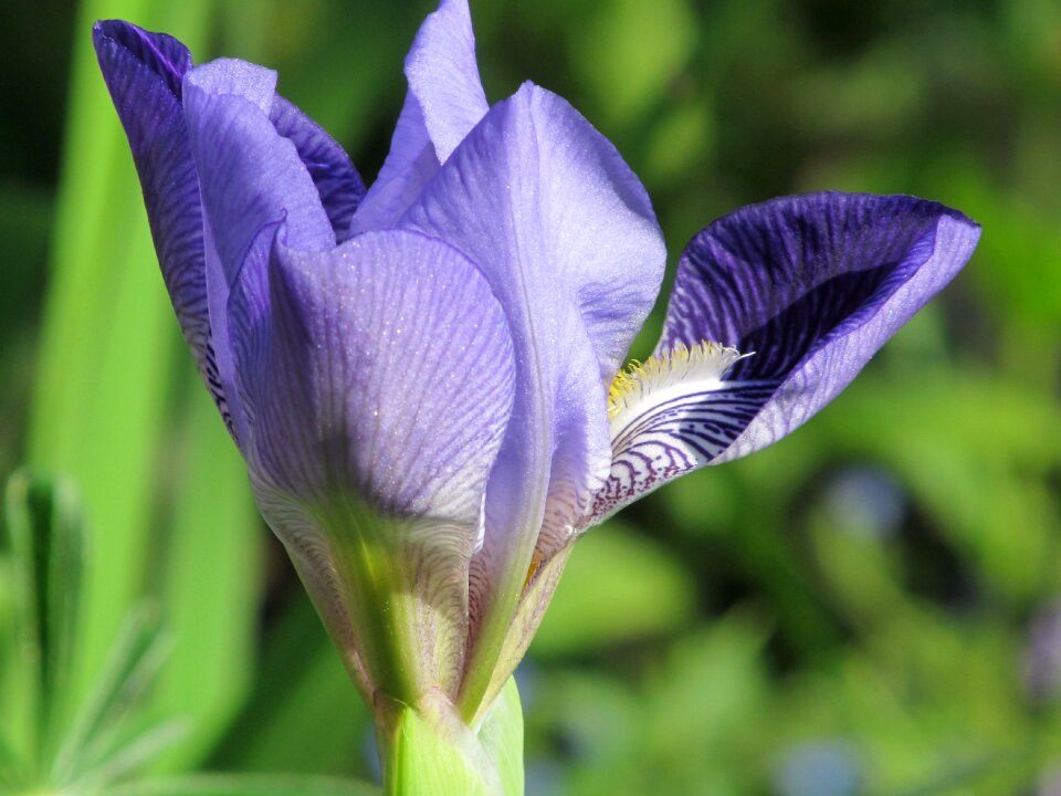 Bloom flower nature