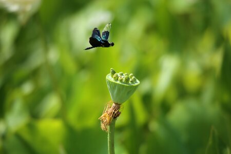 Summer plants lotus seed