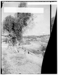 Jerusalem (El-Kouds), approach to the city. First view of Jerusalem from the south LOC matpc.00010
