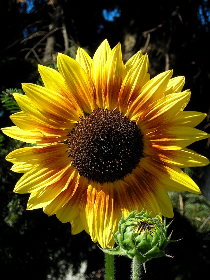 Summer garden sunny