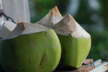 Garden plant thailand photo