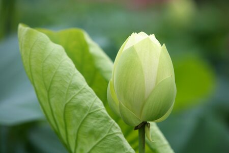 Flowers lotus leaf lotus