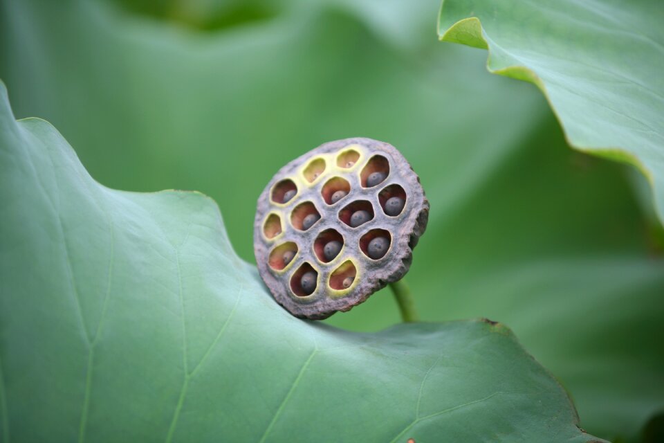 Wallpaper garden lotus seed