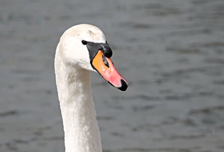 Neck bill white photo