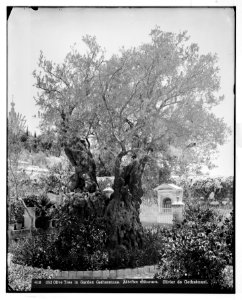 Jerusalem (El-Kouds). Old olive tree in Garden of Gethsemane LOC matpc.06698
