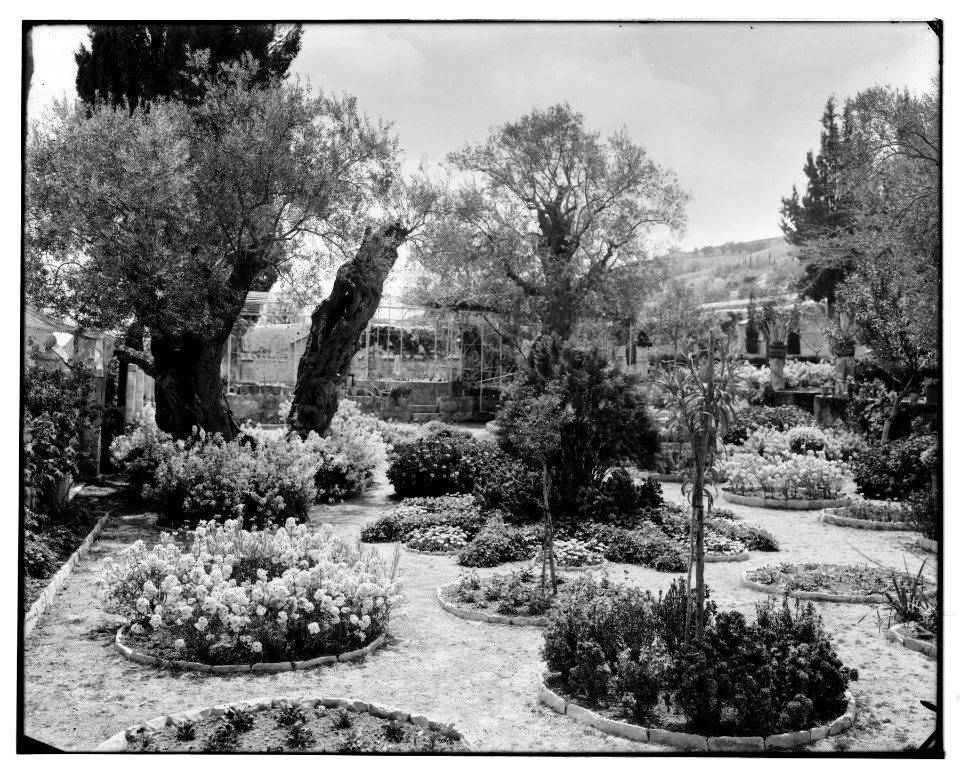 Jerusalem (El-Kouds). Old olive tree in Garden of Gethsemane LOC matpc.06702