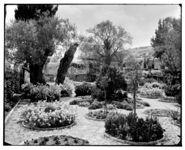 Jerusalem (El-Kouds). Old olive tree in Garden of Gethsemane LOC matpc.06702