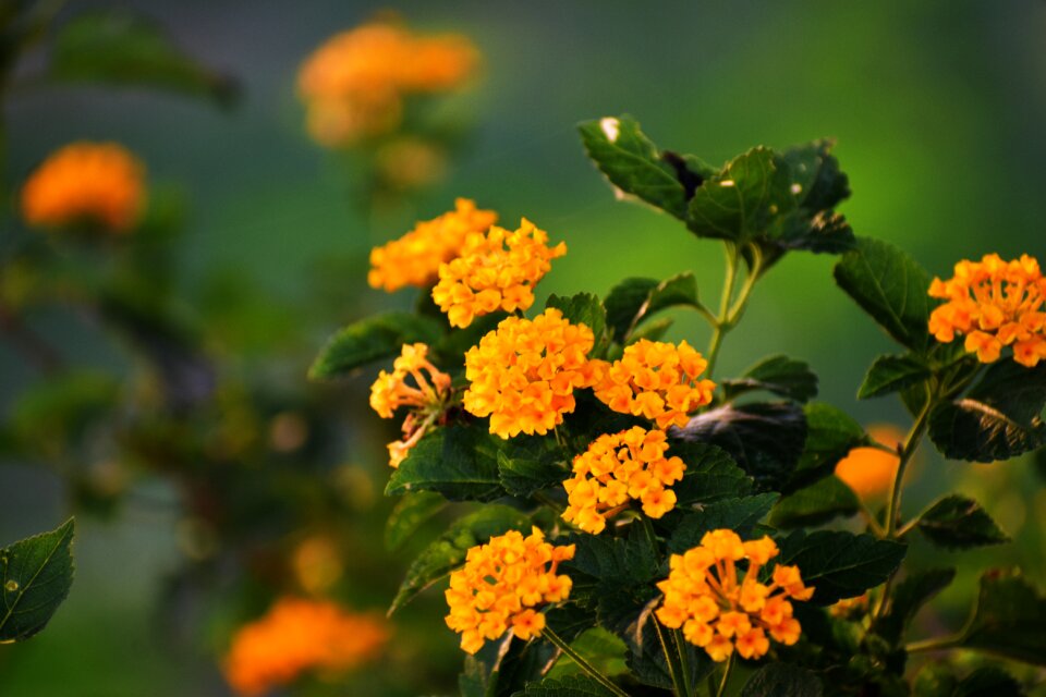 Wildflowers yellow green