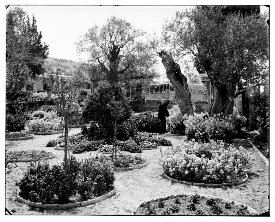 Jerusalem (El-Kouds). Old olive tree in Garden of Gethsemane LOC matpc.06701