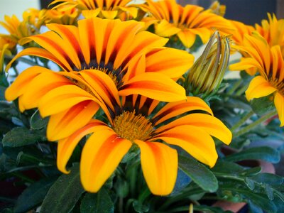 Orange colors flowers photo