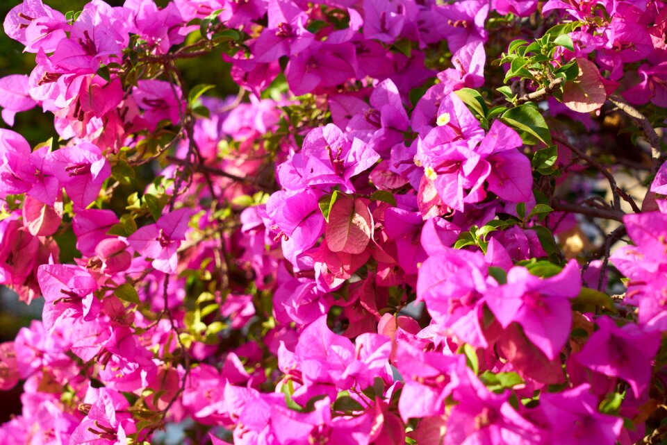 Purple bunches the leaves are pink flower