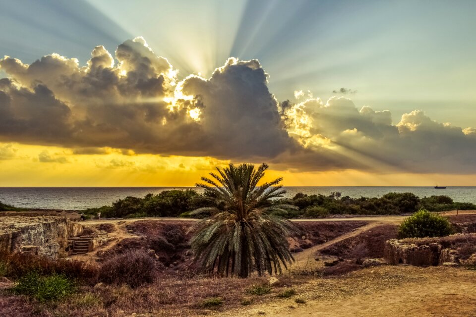 Archaeological site landscape palm tree