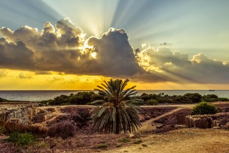 Archaeological site landscape palm tree
