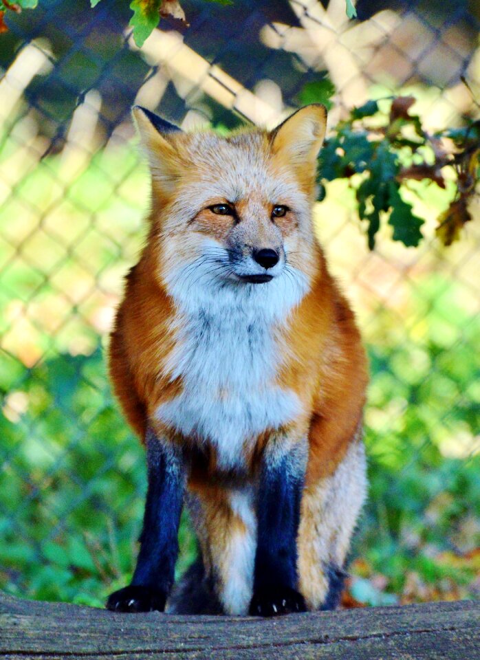 Reddish fur fur wild animal