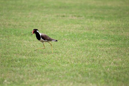 Animalia bird running