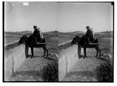 Jerusalem water works. Peasant watering his donkey LOC matpc.02276