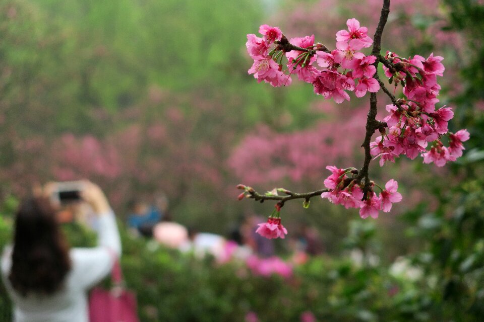 Flower cherry blossom Free photos
