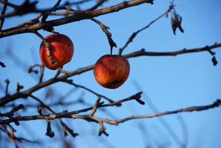 Branch fruit apple tree