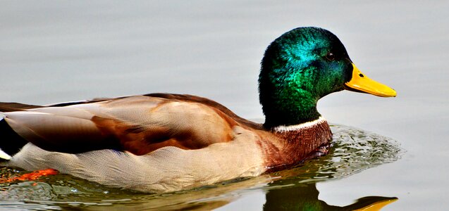 Bird poultry animal photo