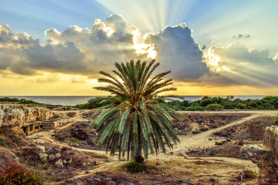 Archaeological site landscape palm tree