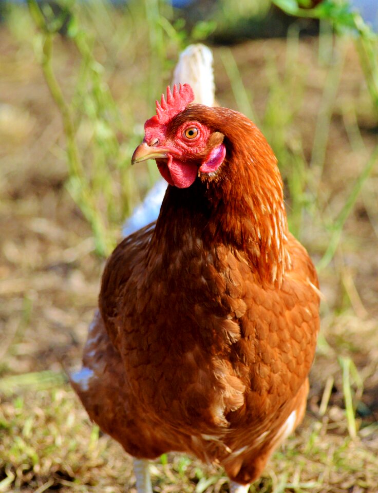 Free range livestock farm