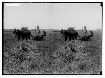 Jewish colonies and settlements. Commencing a Jewish settlement; a camp. Harvesting with reaper LOC matpc.02362