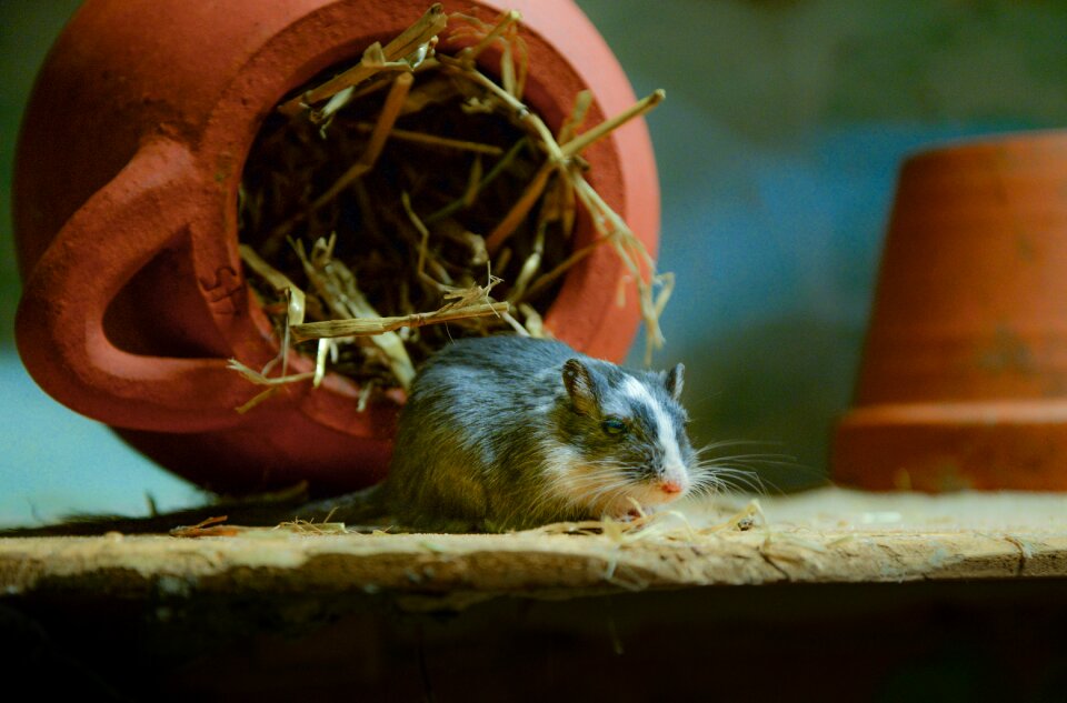 Mammal pet domestic
