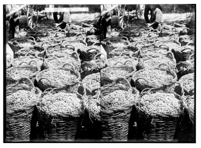 Jewish colonies and settlements. Richon le Zion. Baskets filled with grapes for wine LOC matpc.02327