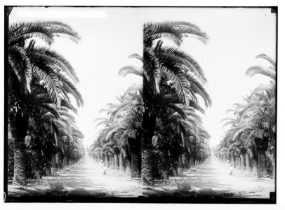 Jewish colonies and settlements. Richon le Zion. Avenue of date palms in Richon LOC matpc.02325