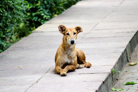 Footpath animal nature