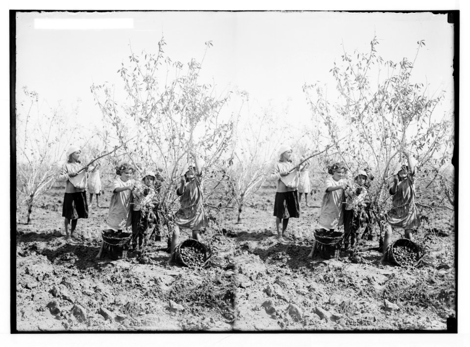 Jewish colonies and settlements. Richon le Zion. Picking almonds LOC matpc.02328