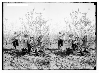 Jewish colonies and settlements. Richon le Zion. Picking almonds LOC matpc.02328
