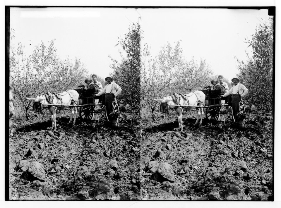 Jewish colonies and settlements. Richon le Zion. Transporting the almonds LOC matpc.02331