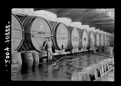 Jewish colonies and settlements. The wine factory interior LOC matpc.15120
