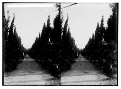 Jewish colonies and settlements. Various Jewish colonies, etc. Palm and cypress avenue at Migdol LOC matpc.02345