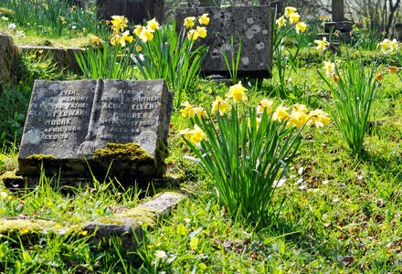 Grave daffodils graveyard